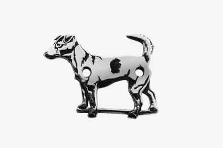 Jack Russell terier 2